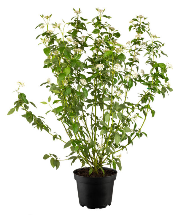 Võsund-kontpuu 'Flaviramea' P23 60cm