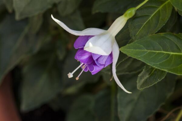 Fuksia P11 erinevad Eestis kasvatatud