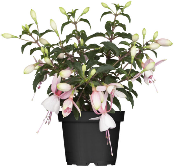 Fuksia P11 erinevad Eestis kasvatatud