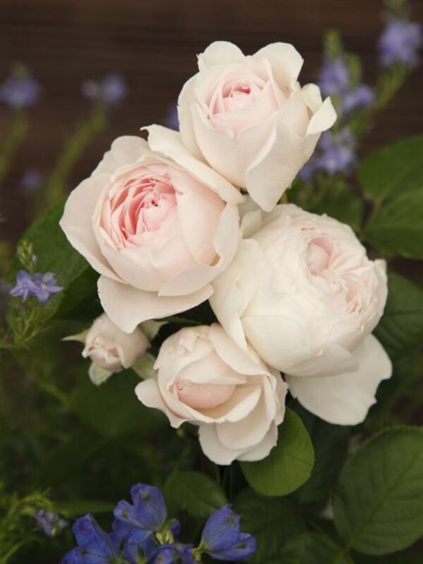 Floribundroos 'Herzogin Cristiana' P24