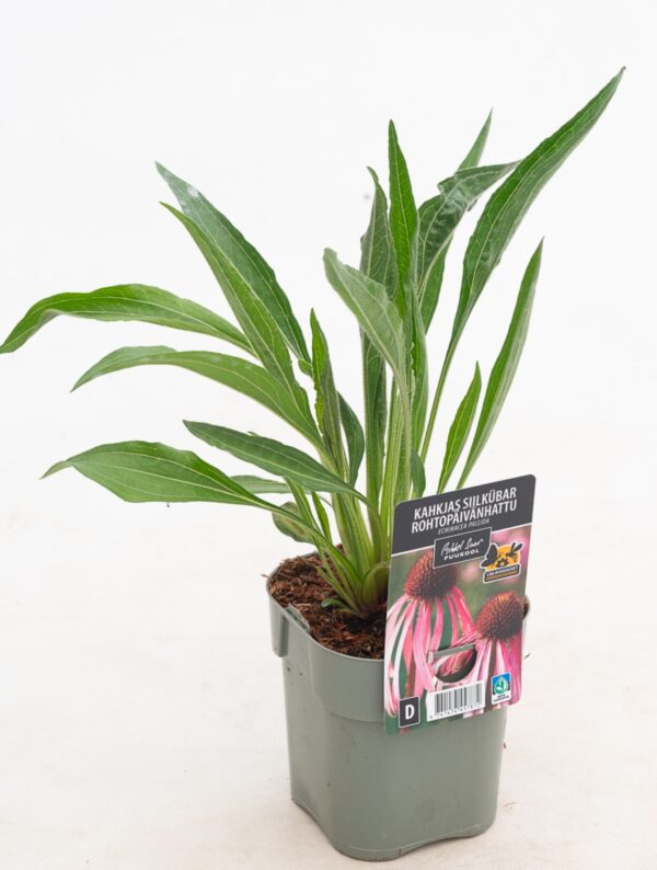 Kahkjas siilkübar P14 Eestis kasvatatud