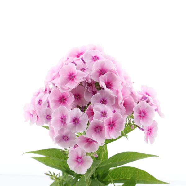 Aed-leeklill 'Flame Pro Soft Pink' P14 Eestis kasvatatud