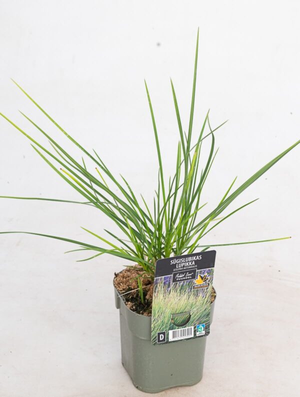 Sügislubikas P14 Eestis kasvatatud