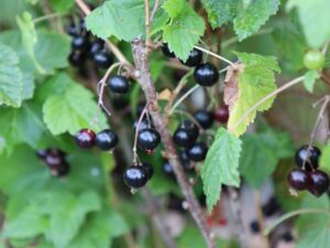 Must sõstar ‘Titania’ P19