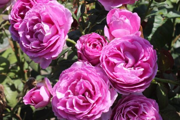 Floribundroos 'Carmen Würth' P24