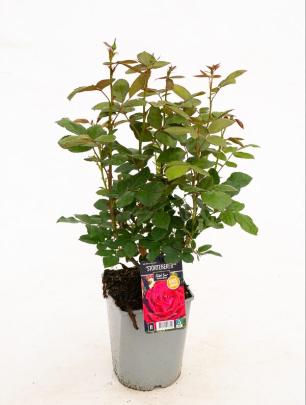 Väärisroos 'Störtebeker' P21 Eestis kasvatatud