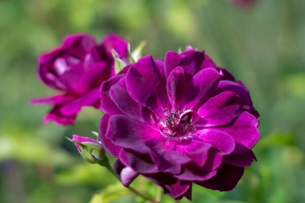 Põõsasroos 'Burgundy Ice' P23