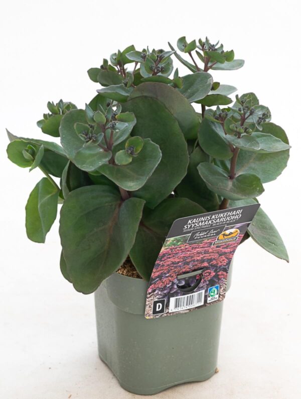 Kaunis kukehari 'Black in Black'® P14 Eestis kasvatatud