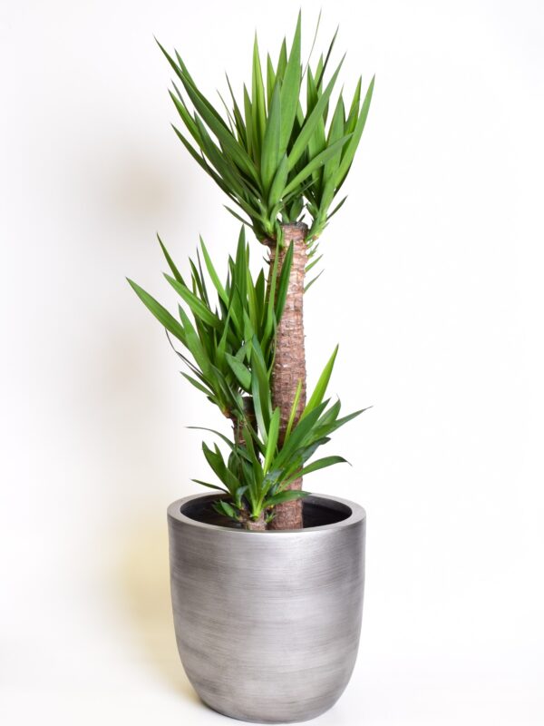 Hiigel-tääkliilia P21 95cm 3tüve