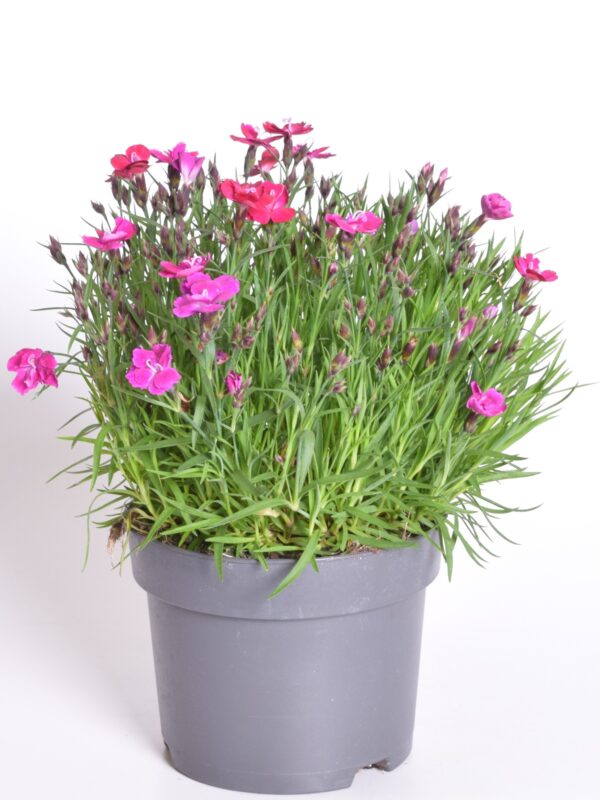 Hübriidnelk 'Tiiu' P17