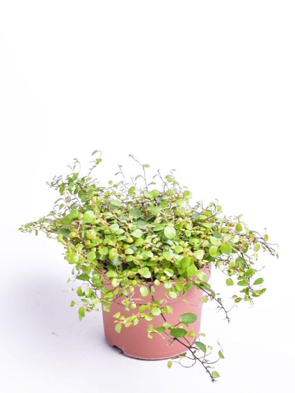 Ronitatar P12 Eestis kasvatatud