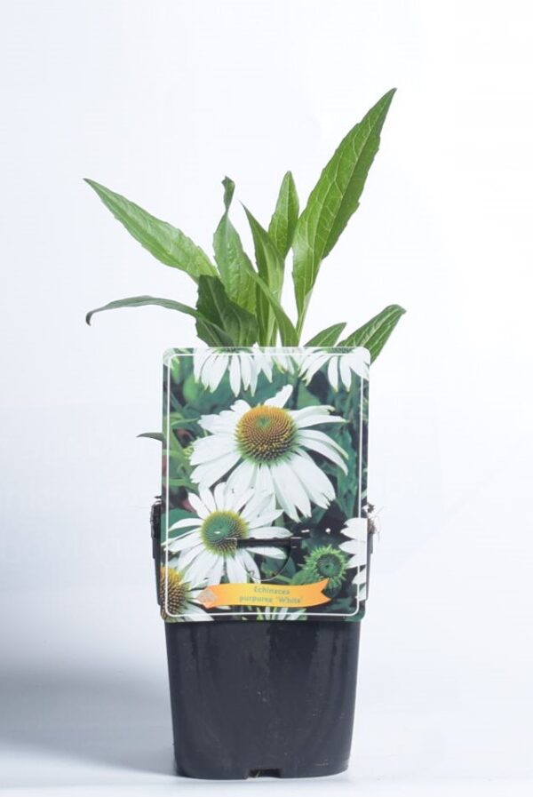 Punane siilkübar 'Meditation White' P11