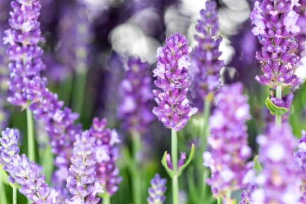 Tähklavendel 'Spear Blue' P23