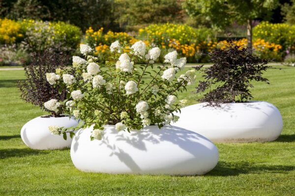 Aedhortensia P17 erinevad