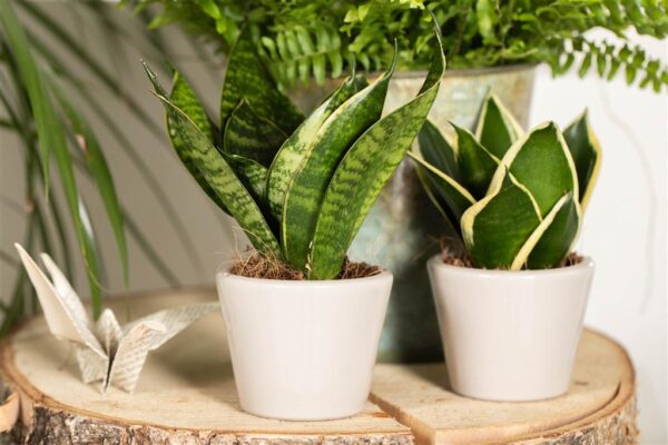 Hahni havisaba 'Hahnii' P9 erinevad