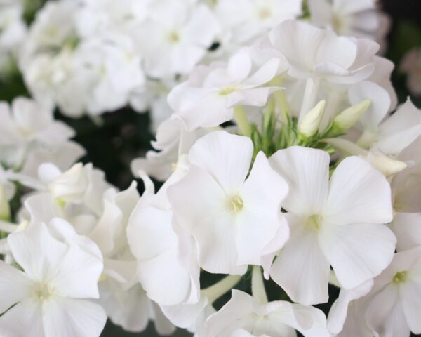 Aed-leeklill 'Flame Pro White' P17 Eestis kasvatatud