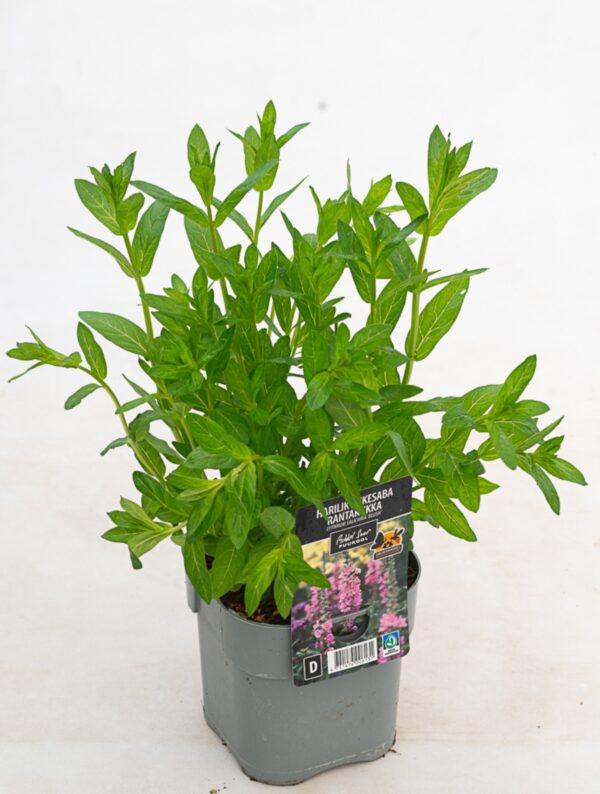 Harilik kukesaba 'Blush' P17 Eestis kasvatatud