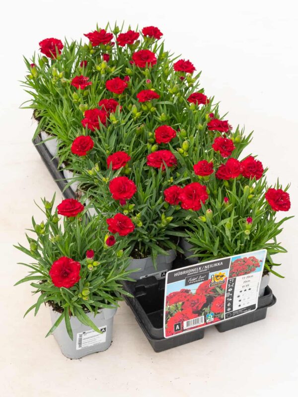 Hübriidnelk 'Desire' P12 Eestis kasvatatud