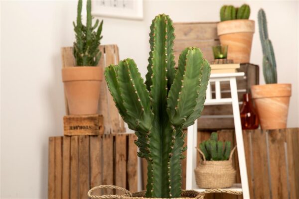 Kandelaaber-piimalill P18 35cm