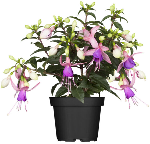 Fuksia P11 erinevad Eestis kasvatatud