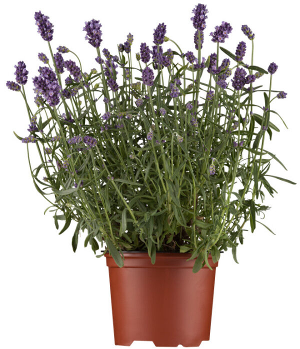 Tähklavendel 'Ardeche Blue' P17