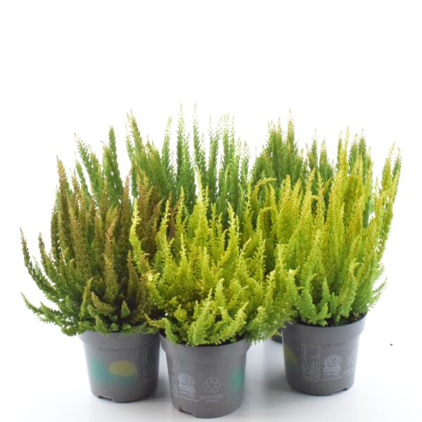 Kanarbik P11/P12 erinevad rohelised