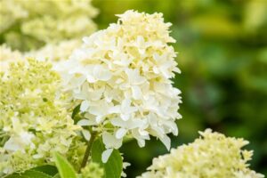 Aedhortensia ‘Skyfall’ P26