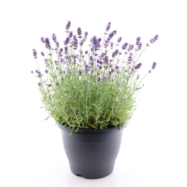 Tähklavendel 'Ardeche Blue' P26