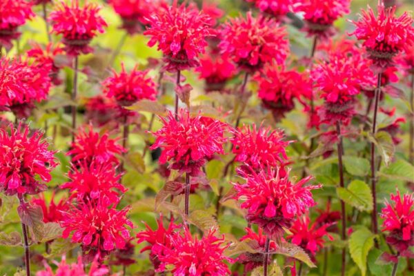 Monarda 'Bee-Happy' P19 Eestis kasvatatud