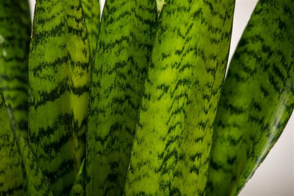 Tseiloni havisaba P27 70cm