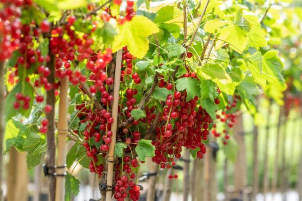 Punane sõstar 'Rovada' P15