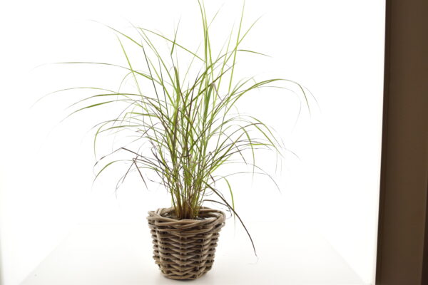 Harjas-hiidhirss 'Rubrum' P12