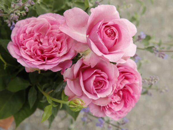 Floribundroos 'Königin Marie' P24