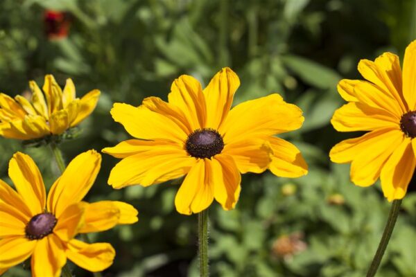 Karvane päevakübar 'Sunbeckia' P27