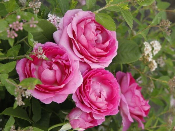 Floribundroos 'Fräulein Maria' P24