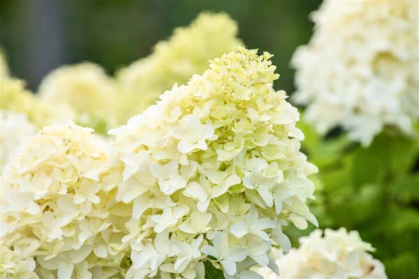 Aedhortensia 'Skyfall' P26
