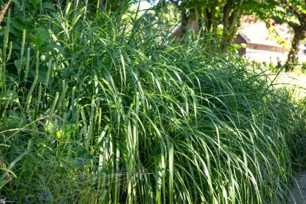 Hiina siidpööris 'Malepartus' P23