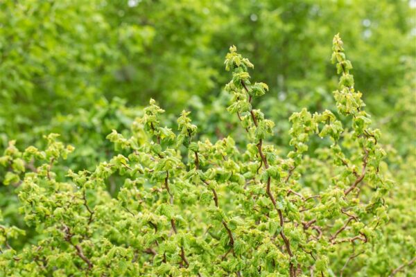 Harilik sarapuu 'Medusa' P23 60-70cm