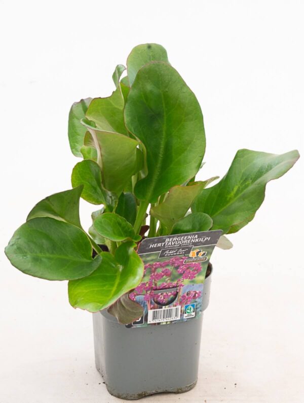 Bergeenia 'Eroica' P14 Eestis kasvatatud