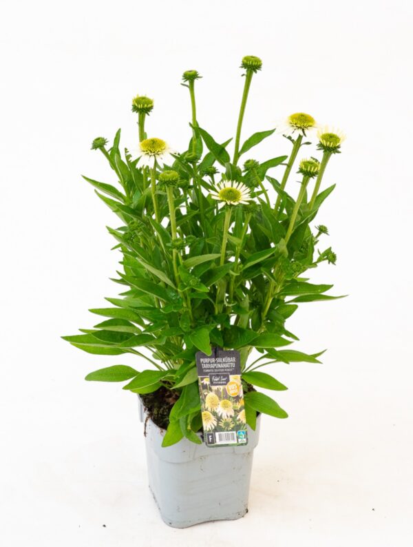 Punane siilkübar 'Delicious Nougat' P19 Eestis kasvatatud