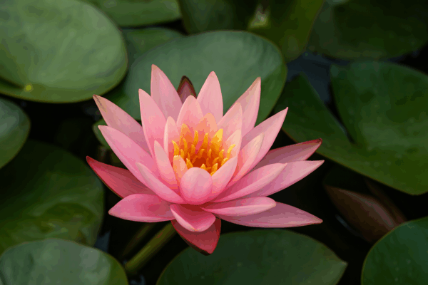 Vesiroos 'Colorado' P11