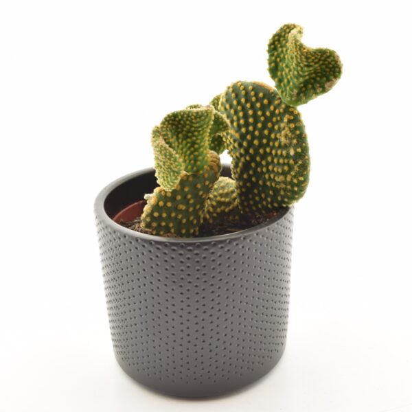 Kuld-viigikaktus 'Cristata' P12