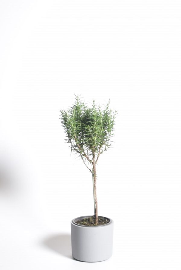 Harilik rosmariin P14 tüvel