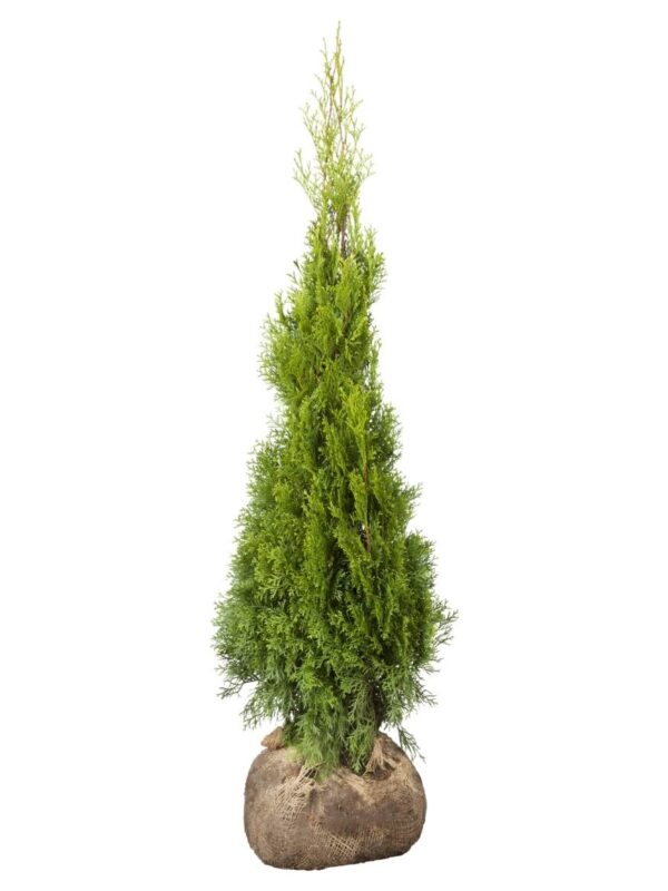 Harilik elupuu 'Smaragd' 80-100cm mullapalliga