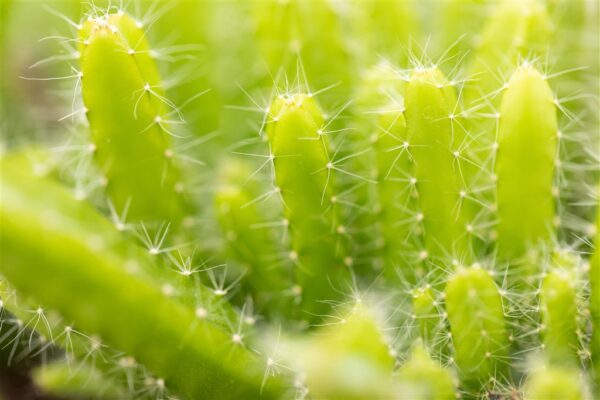 Maasik-metskaktus P5,5