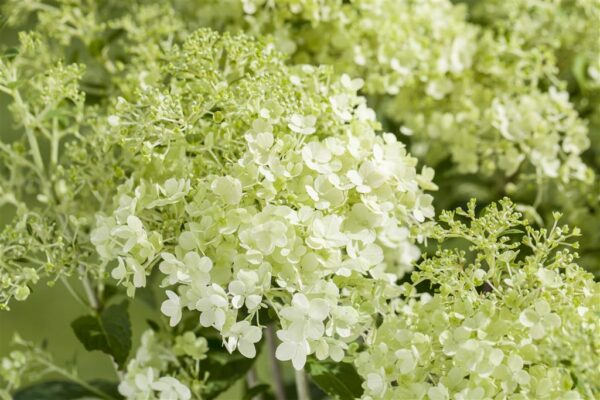 Aedhortensia P17 erinevad