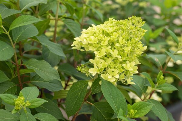 Aedhortensia 'Skyfall' P26