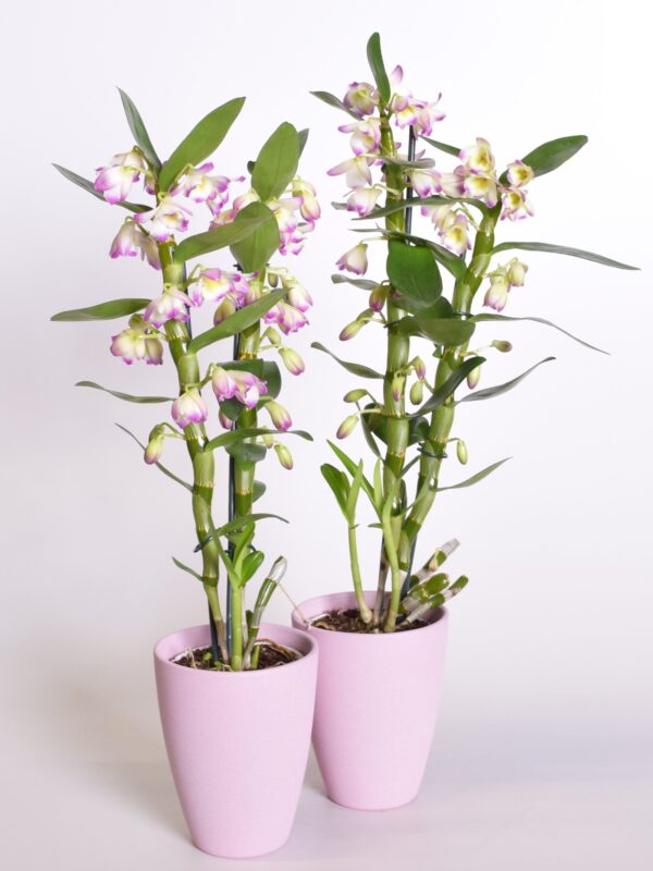 Väärisdendroobium 'Bright Eyes' P12 2õv