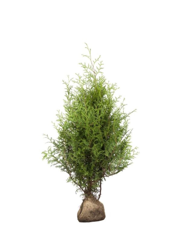 Harilik elupuu 'Brabant' 80-100cm mullapalliga