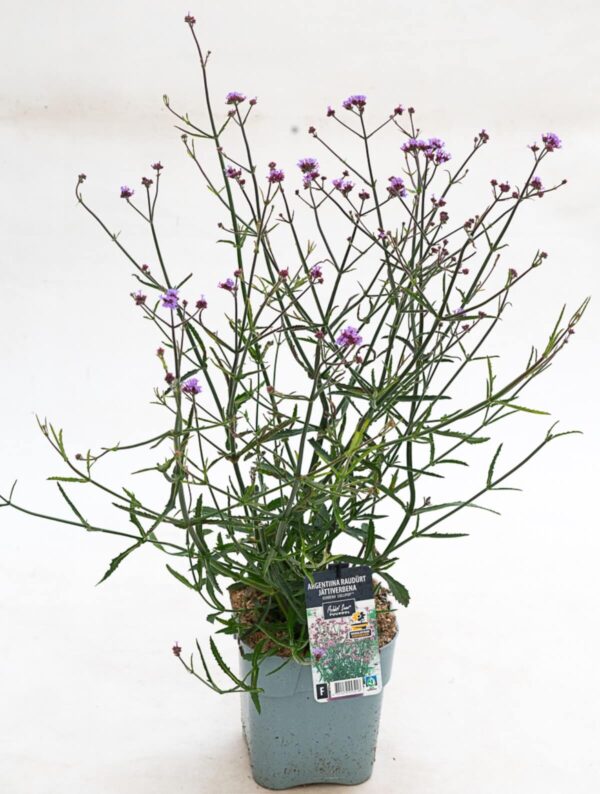 Argentiina raudürt 'Lollipop' P19 Eestis kasvatatud